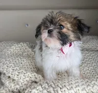 Blossom, a female Chihuahua and Shih Tzu for sale in Matthews, NC – 1 of 6