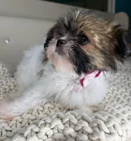 Blossom, a female Chihuahua and Shih Tzu for sale in Matthews, NC – 3 of 6