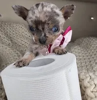 Sprinkle , a female Chihuahua for sale in Matthews, NC – 7 of 9