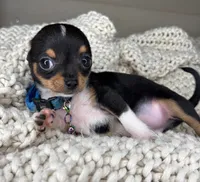 Chico, a male Chihuahua for sale in Matthews, NC – 5 of 10