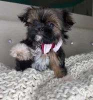 Princess , a female Chihuahua and Shih Tzu for sale in Matthews, NC – 7 of 10