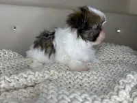Pinto, a male Chihuahua and Shih Tzu for sale in Matthews, NC – 5 of 10