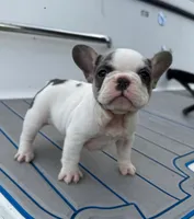 Luna , a female French Bulldog for sale in Hollywood, FL – 2 of 2