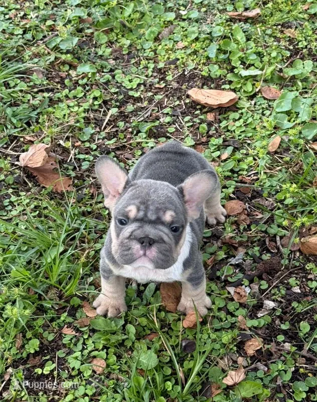 Mala – French Bulldog puppy for sale in Hollywood, FL
