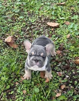 Mala, a female French Bulldog for sale in Hollywood, FL – 1 of 4