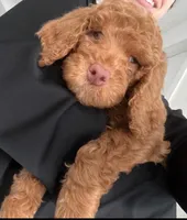 processed/39c80b79-584b-4a06-9e18-3ba7143211c4/listing/0e25a1df-23b4-44f3-8170-d9ce805f8b0c/66c80992-7b72-486a-80dc-054e165e0cea