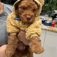 Golden Exitico, a male Goldendoodle for sale in Hollywood, FL – Photo 1 of 2