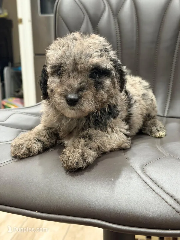 Chula – Goldendoodle puppy for sale in Hollywood, FL