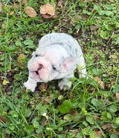 Blue, a male French Bulldog for sale in Hollywood, FL – 5 of 6
