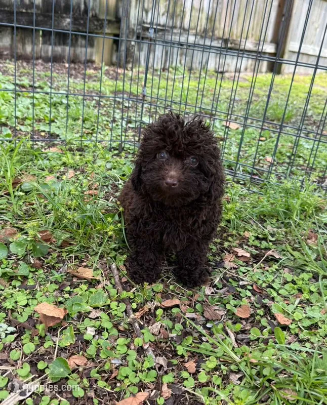 Mulata  – Poodle - Miniature  puppy for sale in Palm Bay, FL