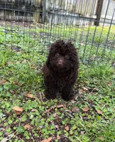 Mulata , a female Poodle - Miniature  for sale in Palm Bay, FL – 1 of 4