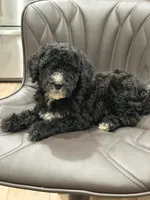 Mona, a female Goldendoodle for sale in Hollywood, FL – Photo 2 of 2