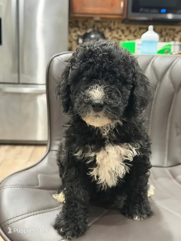 Mona – Goldendoodle puppy for sale in Hollywood, FL