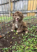 Loqui, a female Poodle - Miniature  for sale in Palm Bay, FL – 2 of 2