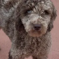 Love, a female Poodle - Miniature  for sale in Hollywood, FL – Photo 3 of 4