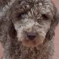 Love, a female Poodle - Miniature  for sale in Hollywood, FL – Photo 4 of 4