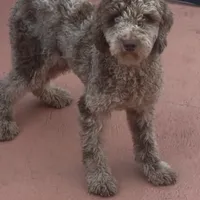 Love, a female Poodle - Miniature  for sale in Hollywood, FL – Photo 2 of 4