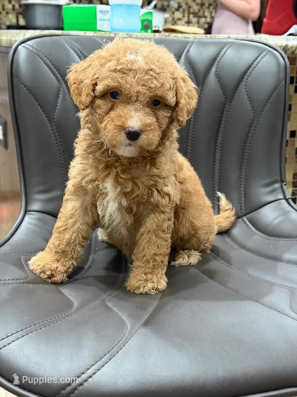 Lolita – Goldendoodle puppy for sale in Hollywood, FL
