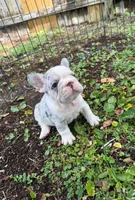 Blue, a male French Bulldog for sale in Hollywood, FL – 2 of 6