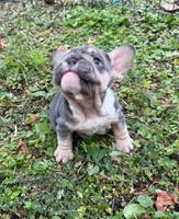 Mala, a female French Bulldog for sale in Hollywood, FL – 3 of 4
