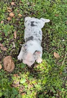 Blue, a male French Bulldog for sale in Hollywood, FL – 6 of 6