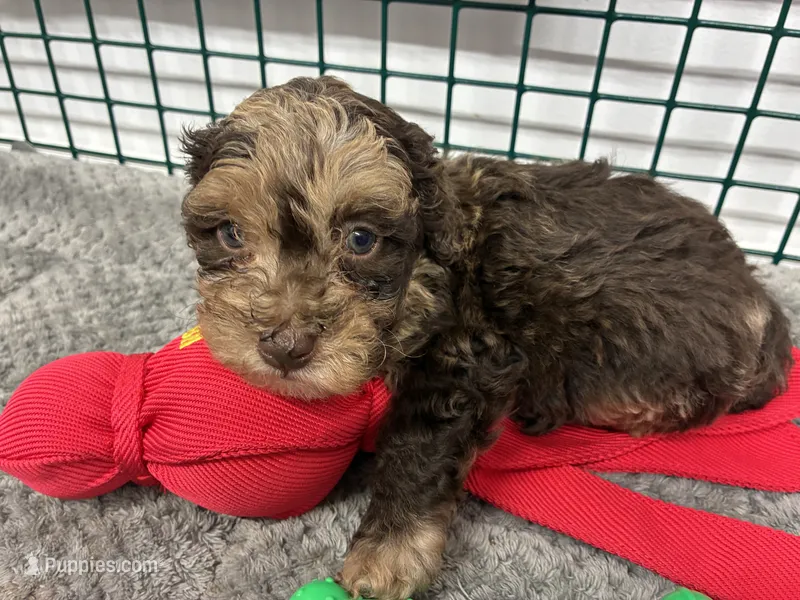 Choco – Poodle - Miniature  puppy for sale in Palm Bay, FL