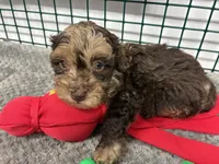 Choco, a male Poodle - Miniature  for sale in Palm Bay, FL – 1 of 1