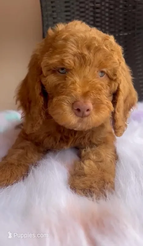 Rexmore – Goldendoodle puppy for sale in Hollywood, FL