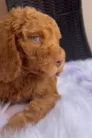 Rexmore, a male Goldendoodle for sale in Hollywood, FL – Photo 3 of 3