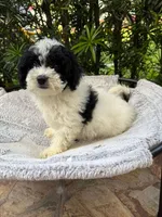 Golden mini , a female Goldendoodle and Poodle - Toy  for sale in Hollywood, FL – Photo 3 of 4