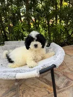 Golden mini , a female Goldendoodle and Poodle - Toy  for sale in Hollywood, FL – Photo 2 of 4