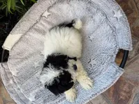 Golden mini , a female Goldendoodle and Poodle - Toy  for sale in Hollywood, FL – Photo 4 of 4