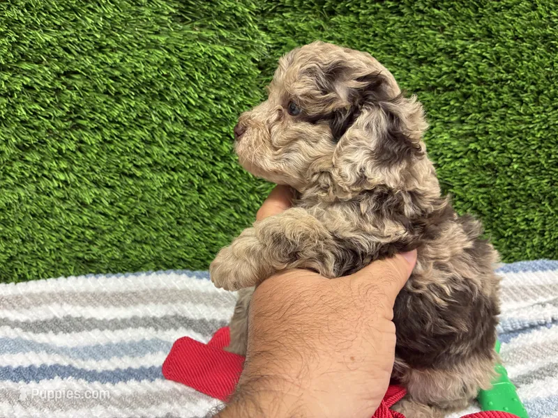 Pastel – Poodle - Miniature  puppy for sale in Palm Bay, FL