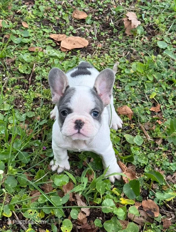 Luna  – French Bulldog puppy for sale in Hollywood, FL