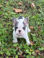 Luna , a female French Bulldog for sale in Hollywood, FL – 1 of 2