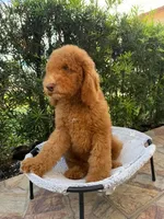 Asere , a male Goldendoodle and Poodle - Standard  for sale in Hollywood, FL – Photo 2 of 2
