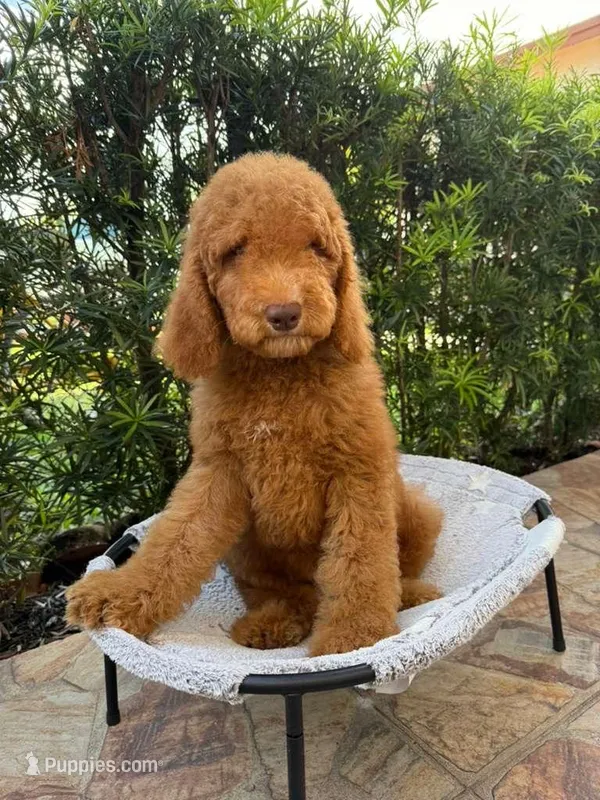 Asere  – Goldendoodle, Poodle - Standard  puppy for sale in Hollywood, FL