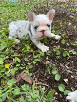 Blue, a male French Bulldog for sale in Hollywood, FL – 4 of 6