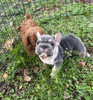 Mala, a female French Bulldog for sale in Hollywood, FL – 4 of 4