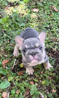 Mala, a female French Bulldog for sale in Hollywood, FL – 2 of 4