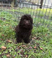 Mulata , a female Poodle - Miniature  for sale in Palm Bay, FL – 4 of 4