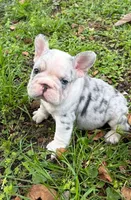 Blue, a male French Bulldog for sale in Hollywood, FL – 3 of 6