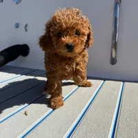 Bella, a female Poodle - Toy  for sale in Hollywood, FL – Photo 1 of 2