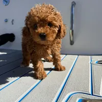 Bella, a female Poodle - Toy  for sale in Hollywood, FL – Photo 2 of 2