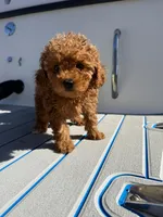 Bella, a female Poodle - Toy  for sale in Hollywood, FL – Photo 2 of 2