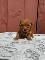 Milo, a male Poodle - Miniature  for sale in Hollywood, FL – Photo 4 of 4