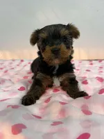 Monita, a female Yorkshire Terrier for sale in Hollywood, FL – Photo 2 of 4