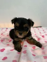 Monita, a female Yorkshire Terrier for sale in Hollywood, FL – Photo 1 of 4