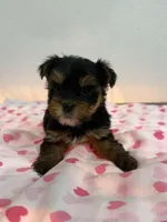 Monita, a female Yorkshire Terrier for sale in Hollywood, FL – Photo 4 of 4