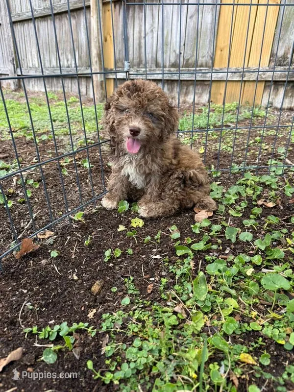 Loqui – Poodle - Miniature  puppy for sale in Palm Bay, FL